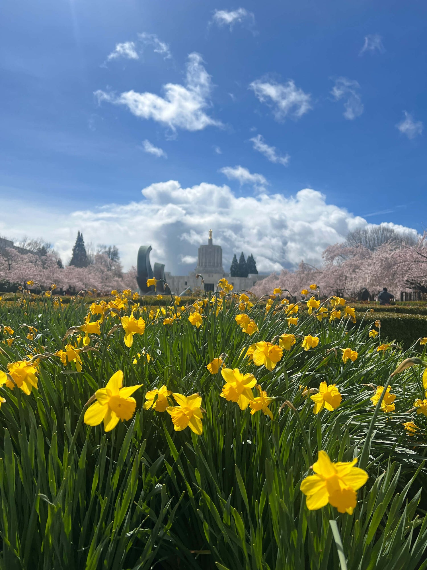 Flowers in a field with building in background